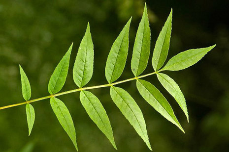 Ash tree leaves