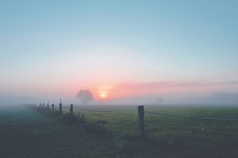 Mist on a field