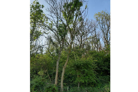 An infected ash tree at Cinque Ports Training Area, where a similar, smaller-scale felling programme took place in 2018.