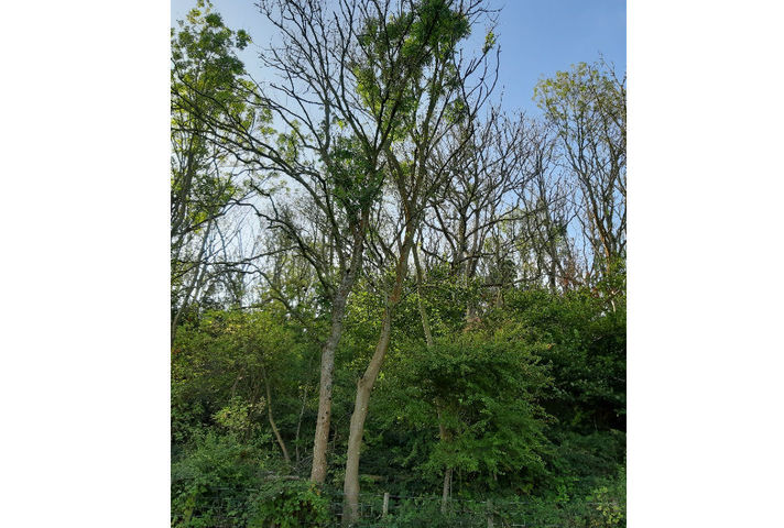 An infected ash tree at Cinque Ports Training Area, where a similar, smaller-scale felling programme took place in 2018.