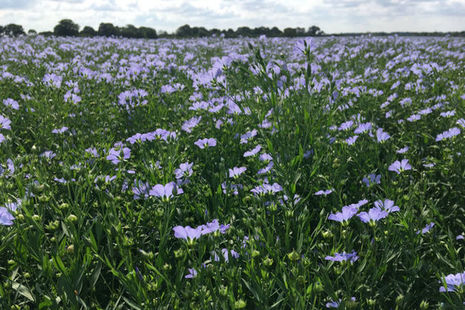 Linseed Crop