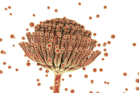 Aflatoxins