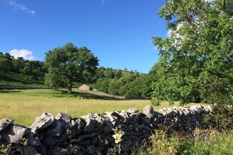 Tree in field surrounded by a stone wall