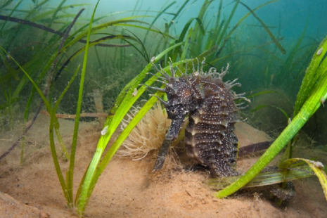 Spiny Seahorse in seagrass. Mark Parry, Natural England.