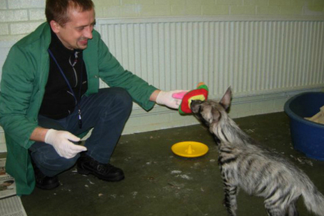 Andrew Bieniek-Maluszczak and hyena