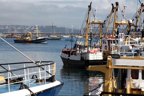 Fishing fleet in harbour