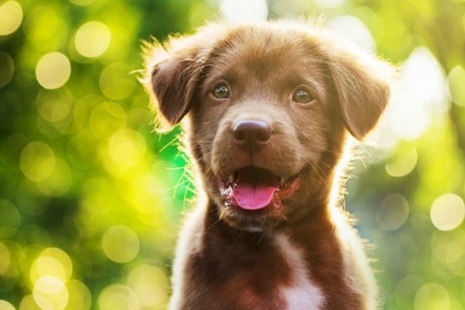 Brown puppy