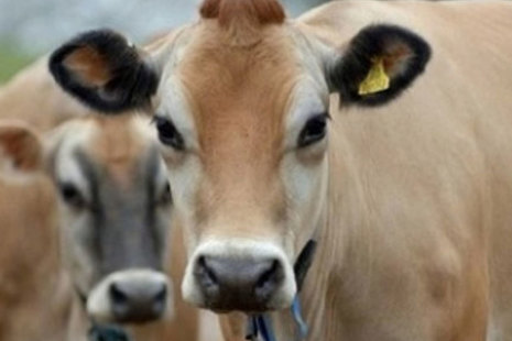 cow