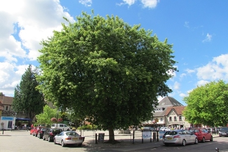 Large street tree, with cars parked next to it.