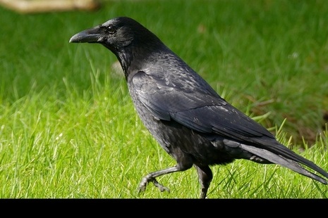 Carrion crow