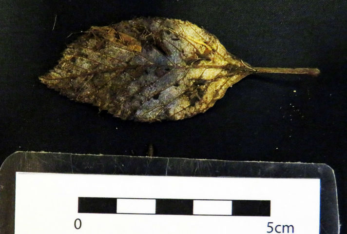 Image showing a 6,000-year-old elm tree leaf found during the archaeological excavations