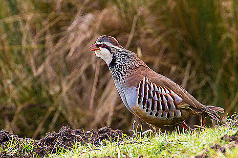 Red legged partridge