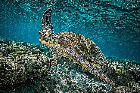 Turtle swimming in ocean