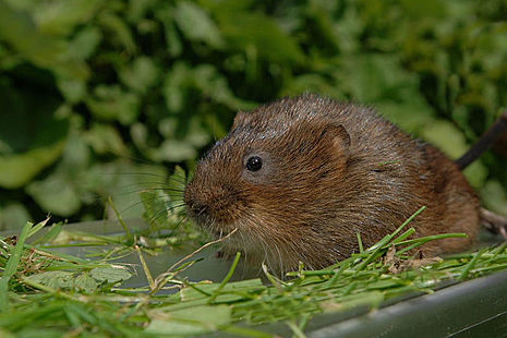 Water vole