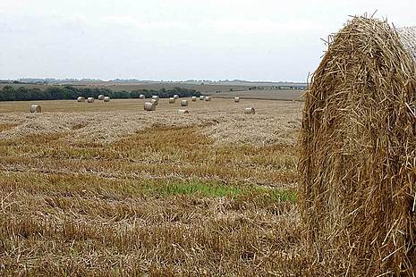 Bales of hay in a field