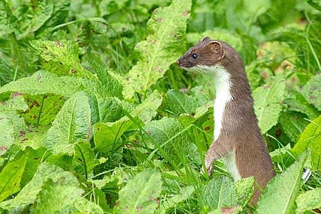 A stoat in a field (Credit: Getty Images)