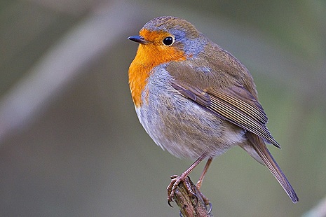 A robin perching on a tree.