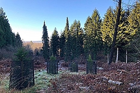 Newly-planted trees in conifer woodland.