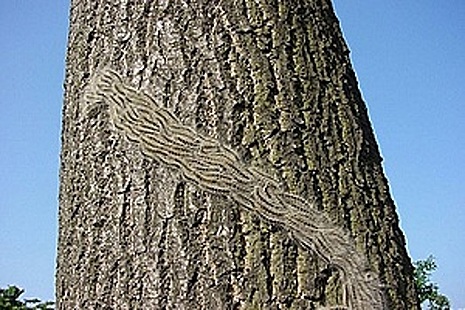 Oak processionary moth caterpillars in procession on a tree.