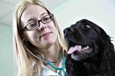 Vet and Dog
