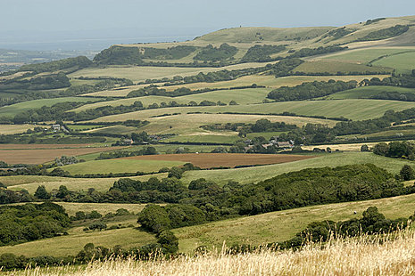 landscape of green fields
