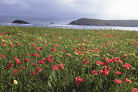 Image showing wildflower meadow