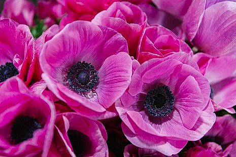 Pink flowers