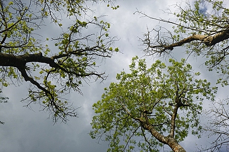 Ash tree shot into the canopy showing ash dieback