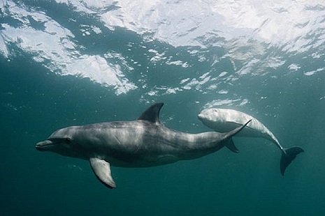 bottlenose dolphins