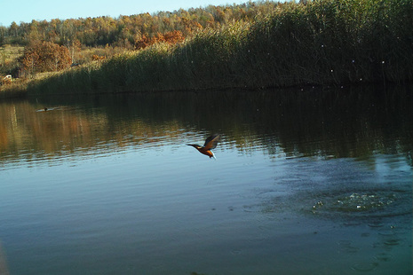 A kingfisher at a Coal Authority mine water treatment scheme.