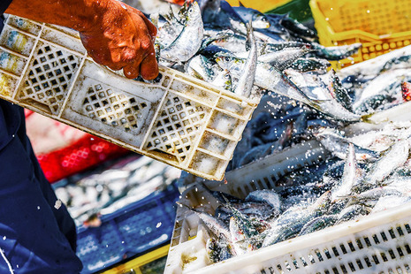 image of Mackerel being transported