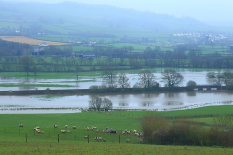 Flooded fields