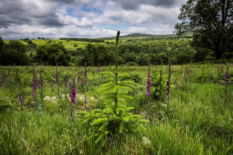 Tree in a field