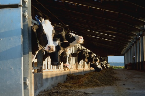 Cows in a barn