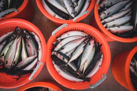 Orange basket full of mackerel