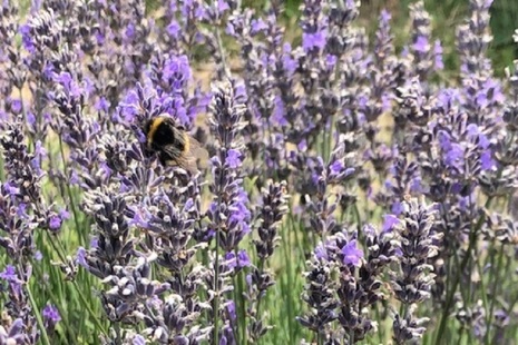 Bees' Needs Week