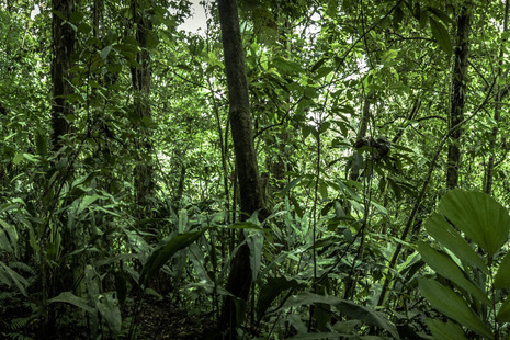 Rainforest.