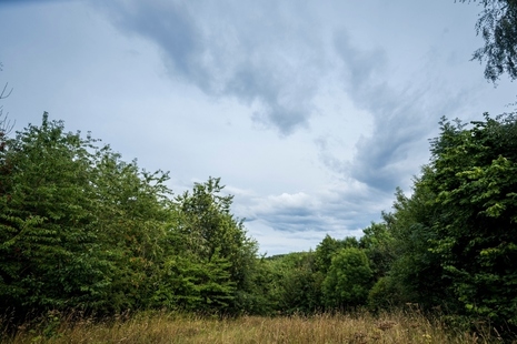 A woodland with a clearing in front