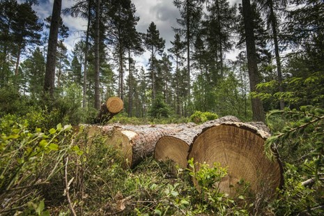 Timber stack in a woodland