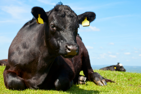 Picture of cow lying in a field
