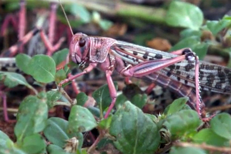 Locust eating crops