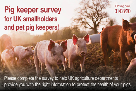Pigs in field