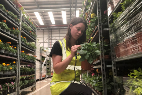 Plant Health Inspector at work