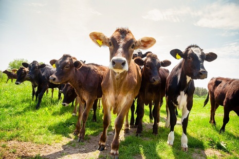 Bovine TB vaccine field trials