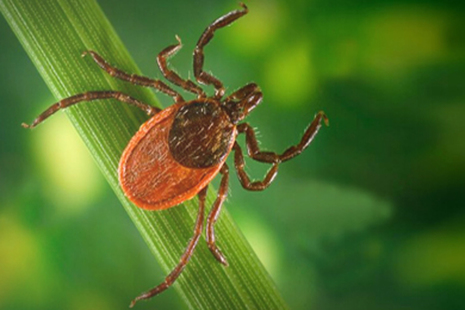 A tick