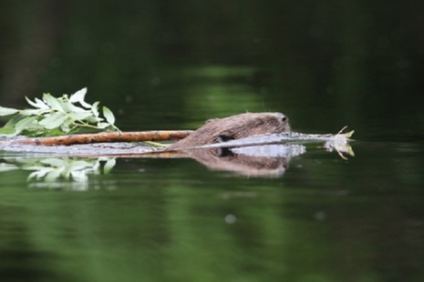 A beaver swimming in a river, its head barely visible above the water