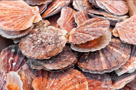 Image of fresh sea scallops