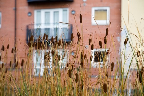 View of a house through long grass.