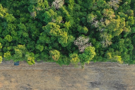 Rainforest