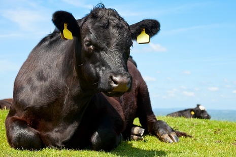 Sitting cow
